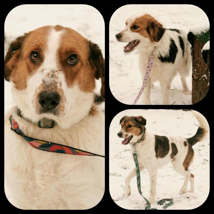 Mooie, lieve honden zoeken huis., Dieren en Toebehoren, Honden | Niet-rashonden, Teef, Particulier, Meerdere, Buitenland, 1 tot 2 jaar