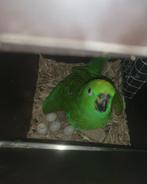 Bewezen kweekpaar geelvoorhoofd amazone, Dieren en Toebehoren, Meerdere dieren, Papegaai, Pratend