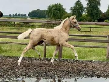 2 nrps palomino merrieveulens beschikbaar voor biedingen