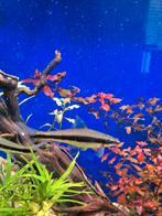 Siamese algeneter, Vis