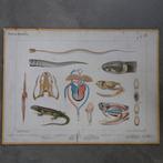 Bijplaat Reptiliën – Koekkoek – 1915, Ophalen of Verzenden, Natuur en Biologie