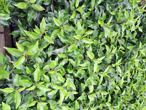 Portugese Laurierhaag  populaire mooie groenblijvende haag, Tuin en Terras, Planten | Struiken en Hagen, Haag, Laurier, Ophalen of Verzenden