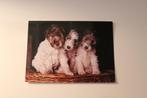 Honden Postkaart - 3 Foxterrier Pups, POPP FF 1268, Germany, Verzamelen, Ansichtkaarten | Dieren, 1960 tot 1980, Ongelopen, Verzenden