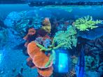 Real reef rock vol met koralen., Dieren en Toebehoren, Overige typen