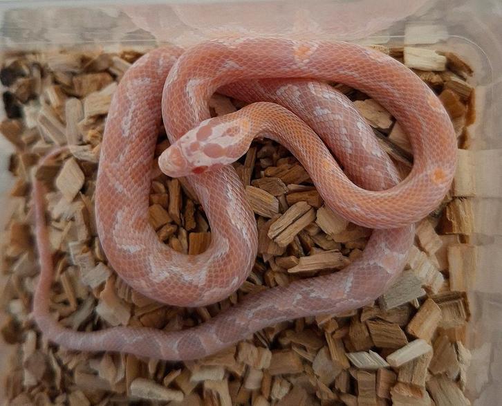 NK 2025 Rattenslangen Diverse morphs, Dieren en Toebehoren, Reptielen en Amfibieën, Slang, 0 tot 2 jaar, Tam