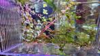 Rasbora Kubotai 7st, Dieren en Toebehoren, Ophalen