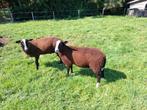Zwartbles ramlammeren, Dieren en Toebehoren, Schapen, Geiten en Varkens, Mannelijk, Schaap
