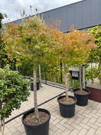Acer Palmatum - 175 cm, Tuin en Terras, Planten | Bomen, Halfschaduw, 100 tot 250 cm, Ophalen, In pot