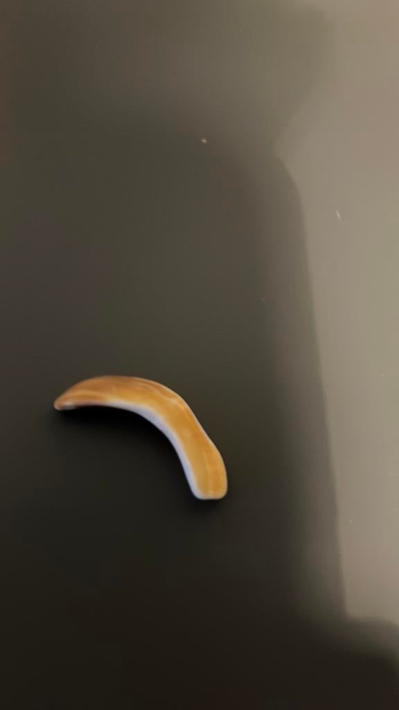 Schelp uit de zeeën van spanje, Ophalen of Verzenden