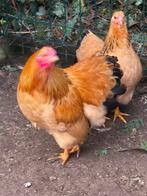 Wyandotte Colombia buff  kriel haantjes, Dieren en Toebehoren, Pluimvee, Mannelijk, Kip