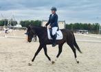 4 jarige merrie 165m, Dieren en Toebehoren, Pony's, Merrie, Gechipt