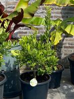 Aangeboden 3 super mooie citrus limequat bomen in pot!!, Ophalen, Volle zon, In pot, Citroenboom