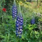 Zaden lupine the gouvenor, Tuin en Terras, Bloembollen en Zaden, Verzenden, Voorjaar, Volle zon, Zaad