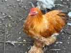 6 hanen, Dieren en Toebehoren, Pluimvee, Mannelijk, Kip