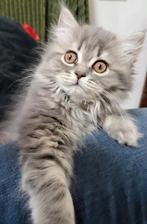 Britse langhaar kitten 11weken oud super mooi! Ingeënt poesj, Dieren en Toebehoren, Katten en Kittens | Raskatten | Langhaar, Meerdere dieren