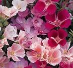 Zaden Zomerazalia - Godetia Grandiflora monarch, Verzenden, Voorjaar, Volle zon, Zaad