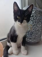 Lief kitten poesje zoekt gouden mandje, Dieren en Toebehoren, Katten en Kittens | Overige Katten, Poes, Kortharig, 0 tot 2 jaar