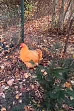 Gratis af te halen haan en twee krielkippen, Meerdere dieren, Kip