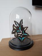 Vlinders in glazen stolp, Ophalen, Gebruikt