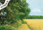 Vledder, korenveld, Verzamelen, Ophalen of Verzenden, 1960 tot 1980, Gelopen, Drenthe