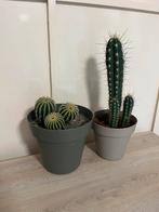 Cactussen, Ophalen of Verzenden, Overige soorten, Minder dan 100 cm