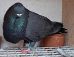 Ik ben op zoek naar koppel van deze soort duiven, Geslacht onbekend, Kropper