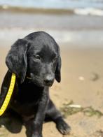 2 pups kruising labrador en viszla, 8 tot 15 weken, Labrador retriever, Meerdere, Meerdere dieren
