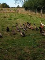 Eenden, Dieren en Toebehoren, Pluimvee, Meerdere dieren, Eend