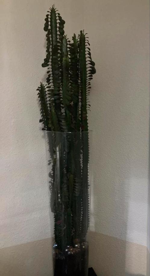 Euphorbia cactus 2X in 1 pot; hoogte ca. 1.10 meter, Huis en Inrichting, Kamerplanten, Cactus, 100 tot 150 cm, Groene kamerplant