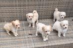 5 leuke maltipoo pupjes 4 teefjes en 1 reutje, Poedel, Parvo, 8 tot 15 weken, Meerdere