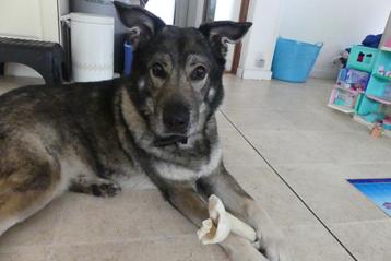 Knappe herplaatser zoekt gouden mandje, Herder mix,  Hond beschikbaar voor biedingen