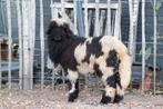 Wallische Schwarznase, spitty., Dieren en Toebehoren, Schapen, Geiten en Varkens, Mannelijk, Schaap, 0 tot 2 jaar