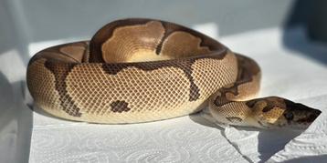 1.0 enchi blade clown beschikbaar voor biedingen