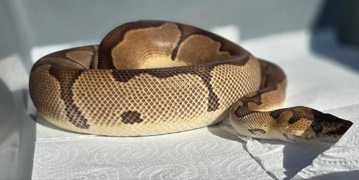 1.0 enchi blade clown, Dieren en Toebehoren, Reptielen en Amfibieën, Slang