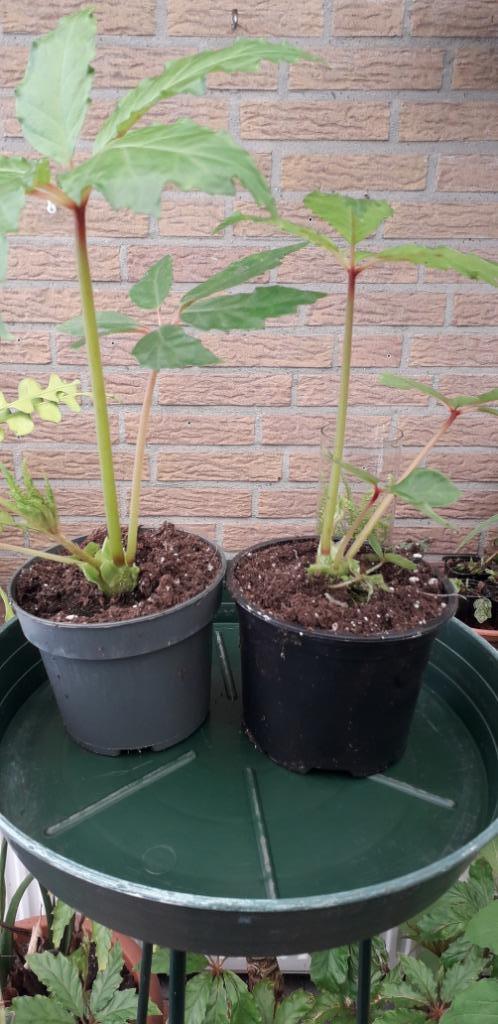 begonia carolineifolia, Tuin en Terras, Planten | Tuinplanten, Vaste plant, Overige soorten, Halfschaduw, Zomer, Ophalen of Verzenden
