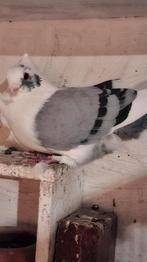 Syrische Burmali duiven, Dieren en Toebehoren, Vogels | Duiven, Meerdere dieren, Overige soorten