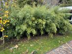 Gratis bamboestruik, Tuin en Terras, Planten | Bomen, Overige soorten, Lente, Minder dan 100 cm, Ophalen