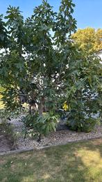 Vijgenbomen, Ophalen, 100 tot 250 cm, Vijgenboom, Zomer