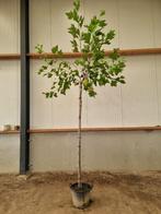 Bol plantaan | Platanus hispanica 'Alphen's Globe', Tuin en Terras, Planten | Bomen, Volle zon, Bolboom, Ophalen