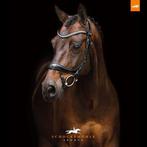 Schockemohle Equitus Beta anatomisch hoofdstel bruin, Dieren en Toebehoren, Paarden en Pony's | Hoofdstellen en Tuigage, Ophalen of Verzenden