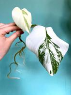 Topkwaliteit superwitte Monstera Albo Variegata stek, Ophalen, Overige soorten, Minder dan 100 cm
