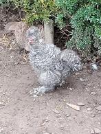 2 prachtige USA zijdehoen hanen, Dieren en Toebehoren, Pluimvee, Mannelijk, Kip