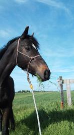 Opnieuw bijrijdster gezocht voor KWPN merrie in Ter Aar, Ophalen of Verzenden, Nieuw