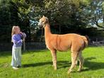Drachtige alpaca merrie - WF Earl Grey dochter, Dieren en Toebehoren, Juni, Vrouwelijk