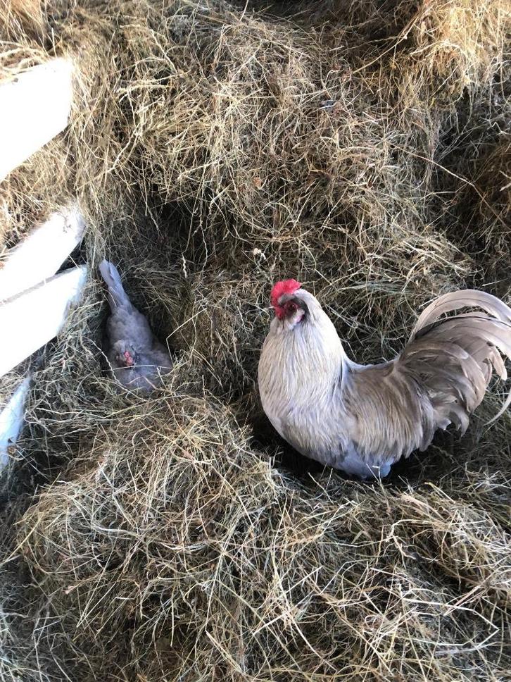 Te koop Araucana kippen, Dieren en Toebehoren, Pluimvee, Kip, Meerdere dieren