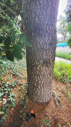 Lochem; zelfkap haardhout, 3 tot 6 m³, Ophalen, Overige houtsoorten, Stammen