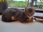 jonge kittens, Dieren en Toebehoren, Katten en Kittens | Overige Katten, Kater, Langharig, 0 tot 2 jaar