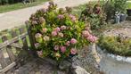 Gratis hortensia’s, Volle zon, Vaste plant, Zomer, Ophalen