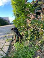 Mooie mechelse herder pups, Dieren en Toebehoren, Honden | Herdershonden en Veedrijvers, 8 tot 15 weken, Meerdere, Meerdere dieren