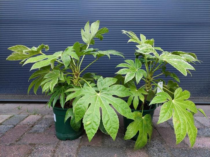 Fatsia Japonica 'Spiders Web' - Vingerplant H: 55 cm., Tuin en Terras, Planten | Tuinplanten, Vaste plant, Overige soorten, Halfschaduw